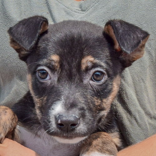 Lottie, an adoptable Husky / Labrador Retriever / Mixed at Animal House Shelter — photo 6
