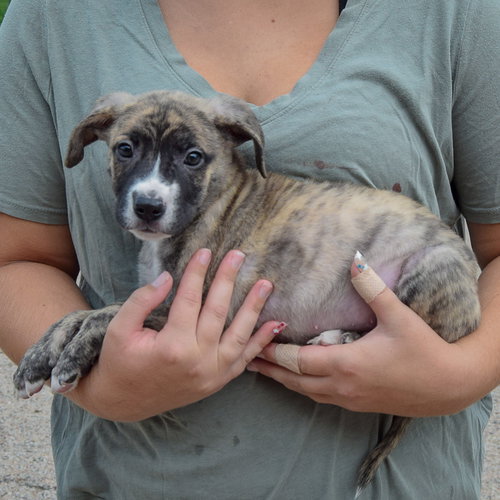 Lucas, an adoptable Husky / Labrador Retriever / Mixed at Animal House Shelter — photo 2