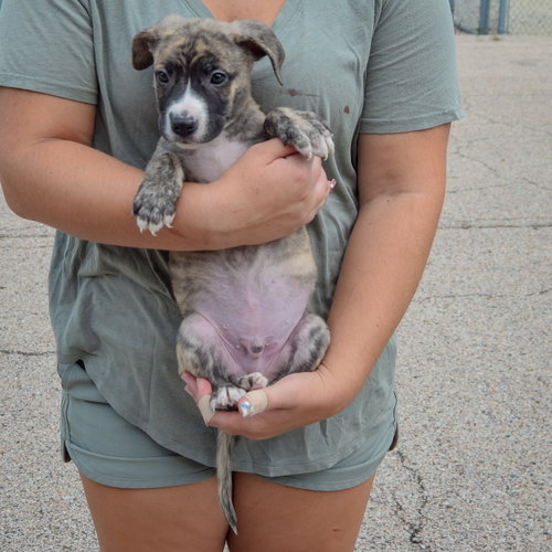 Lucas, an adoptable Husky / Labrador Retriever / Mixed at Animal House Shelter — photo 3