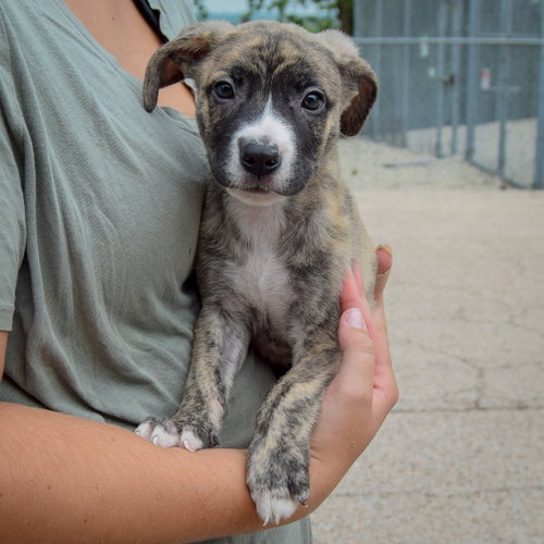 Lucas, an adoptable Husky / Labrador Retriever / Mixed at Animal House Shelter — photo 4