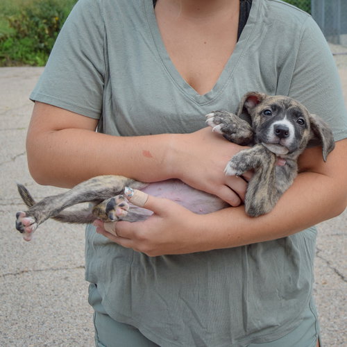 Lucas, an adoptable Husky / Labrador Retriever / Mixed at Animal House Shelter — photo 5