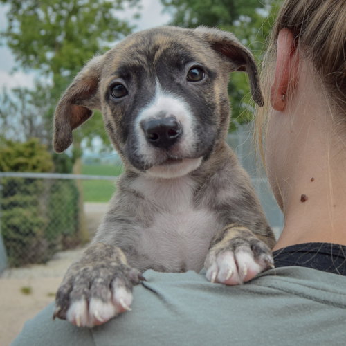 Lucas, an adoptable Husky / Labrador Retriever / Mixed at Animal House Shelter — photo 6