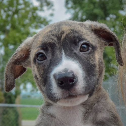 Lucas, an adoptable Husky / Labrador Retriever / Mixed at Animal House Shelter — photo 7