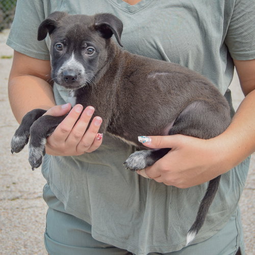 Luigi, an adoptable Husky / Labrador Retriever / Mixed at Animal House Shelter — photo 2