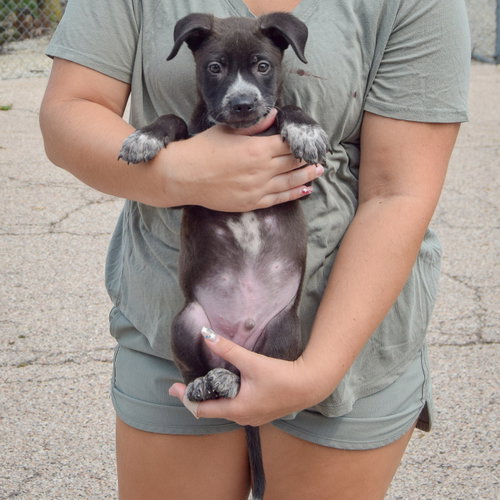 Luigi, an adoptable Husky / Labrador Retriever / Mixed at Animal House Shelter — photo 3