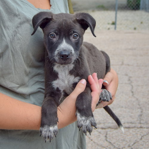 Luigi, an adoptable Husky / Labrador Retriever / Mixed at Animal House Shelter — photo 4