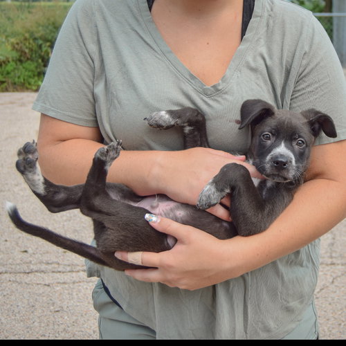 Luigi, an adoptable Husky / Labrador Retriever / Mixed at Animal House Shelter — photo 5