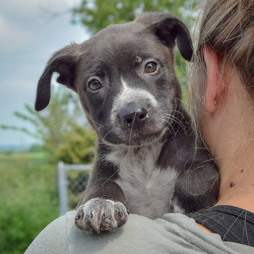 Luigi, an adoptable Husky / Labrador Retriever / Mixed at Animal House Shelter — photo 6