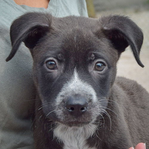 Luigi, an adoptable Husky / Labrador Retriever / Mixed at Animal House Shelter — photo 7