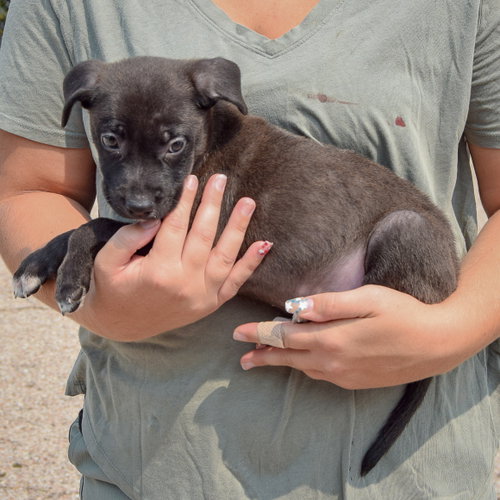 Lunar, an adoptable Husky / Labrador Retriever / Mixed at Animal House Shelter — photo 2