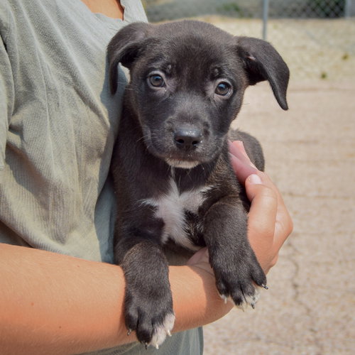 Lunar, an adoptable Husky / Labrador Retriever / Mixed at Animal House Shelter — photo 3