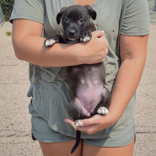Lunar, an adoptable Husky / Labrador Retriever / Mixed at Animal House Shelter — photo 4