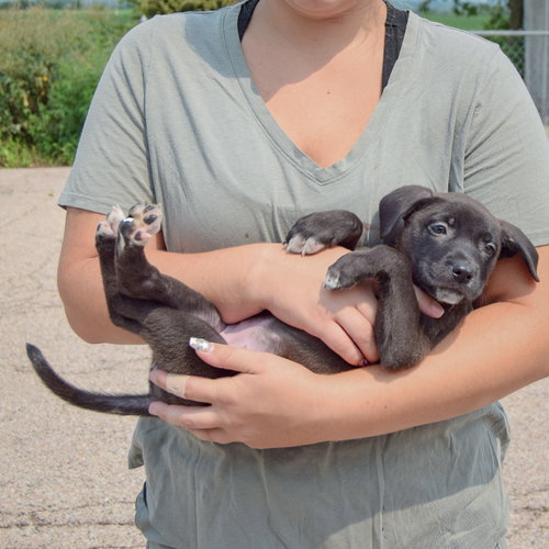 Lunar, an adoptable Husky / Labrador Retriever / Mixed at Animal House Shelter — photo 5