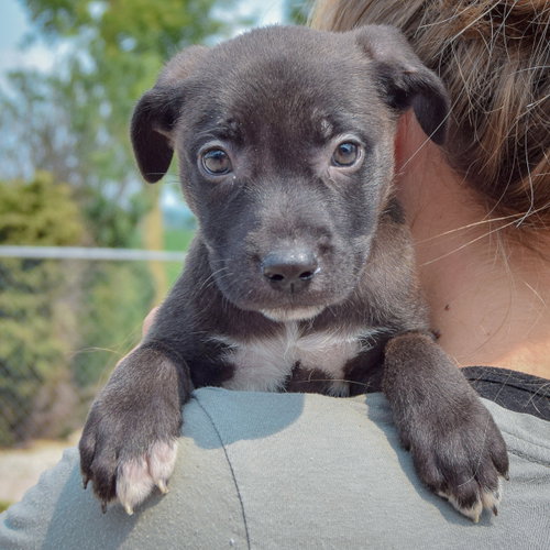 Lunar, an adoptable Husky / Labrador Retriever / Mixed at Animal House Shelter — photo 6