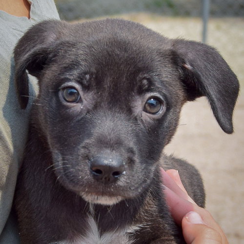 Lunar, an adoptable Husky / Labrador Retriever / Mixed at Animal House Shelter — photo 7