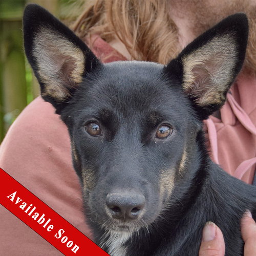 Dorito, Husky / Black Labrador Retriever / Mixed