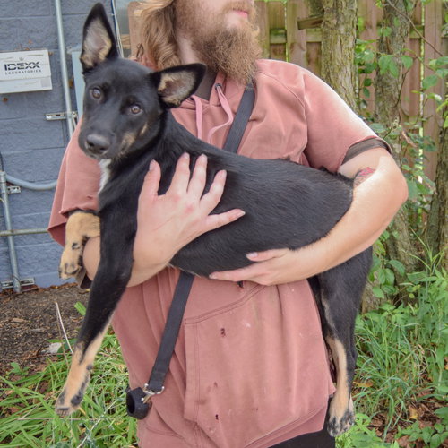 Dorito, an adoptable Husky / Black Labrador Retriever / Mixed at Animal House Shelter — photo 2