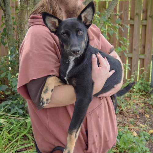 Dorito, an adoptable Husky / Black Labrador Retriever / Mixed at Animal House Shelter — photo 3