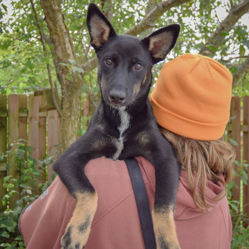 Dorito, an adoptable Husky / Black Labrador Retriever / Mixed at Animal House Shelter — photo 5