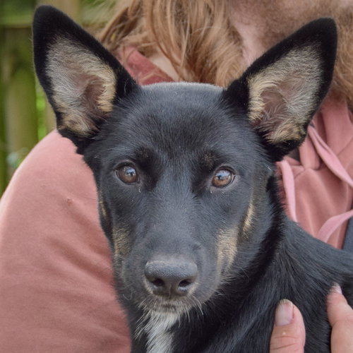 Dorito, an adoptable Husky / Black Labrador Retriever / Mixed at Animal House Shelter — photo 6