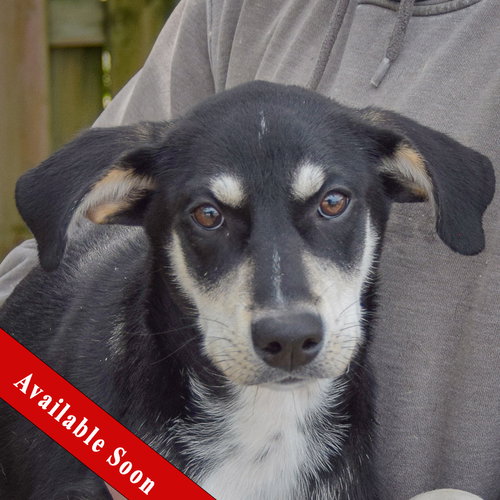 Ruffles, Husky / Black Labrador Retriever / Mixed
