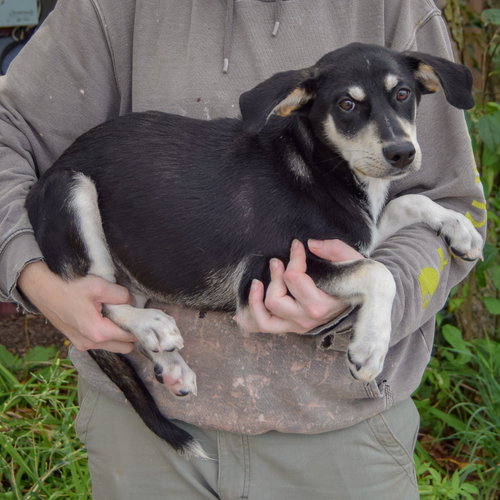Ruffles, an adoptable Husky / Black Labrador Retriever / Mixed at Animal House Shelter — photo 2