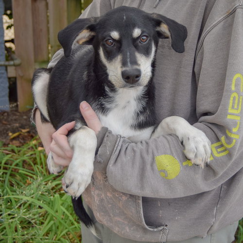 Ruffles, an adoptable Husky / Black Labrador Retriever / Mixed at Animal House Shelter — photo 3