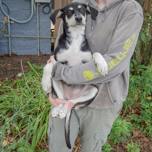 Ruffles, an adoptable Husky / Black Labrador Retriever / Mixed at Animal House Shelter — photo 4