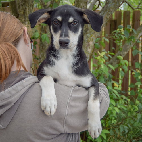 Ruffles, an adoptable Husky / Black Labrador Retriever / Mixed at Animal House Shelter — photo 5