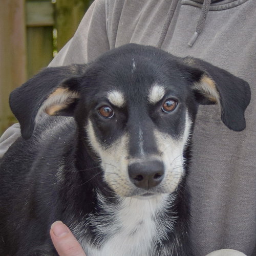 Ruffles, an adoptable Husky / Black Labrador Retriever / Mixed at Animal House Shelter — photo 6
