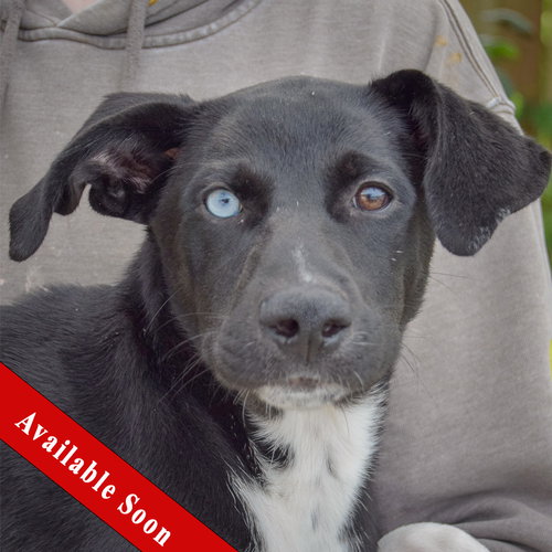 Tostito, Husky / Black Labrador Retriever / Mixed