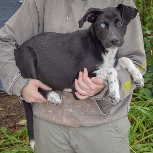 Tostito, an adoptable Husky / Black Labrador Retriever / Mixed at Animal House Shelter — photo 2