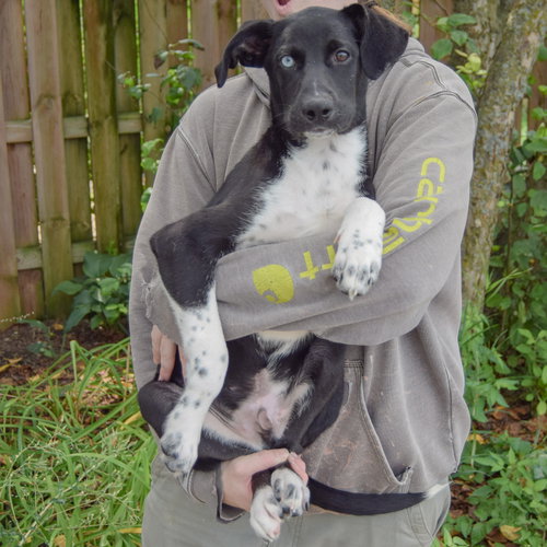 Tostito, an adoptable Husky / Black Labrador Retriever / Mixed at Animal House Shelter — photo 3