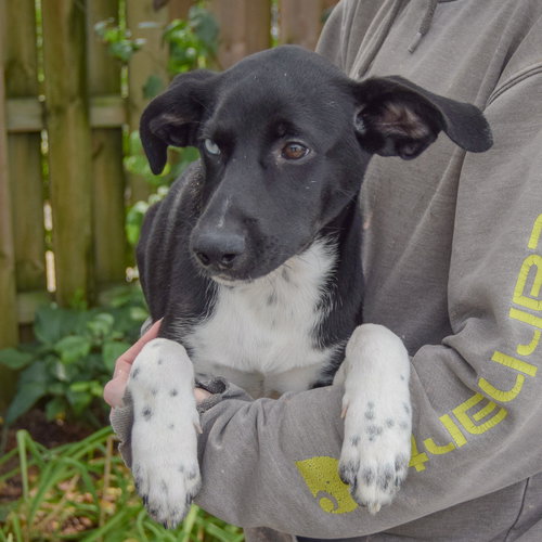 Tostito, an adoptable Husky / Black Labrador Retriever / Mixed at Animal House Shelter — photo 4