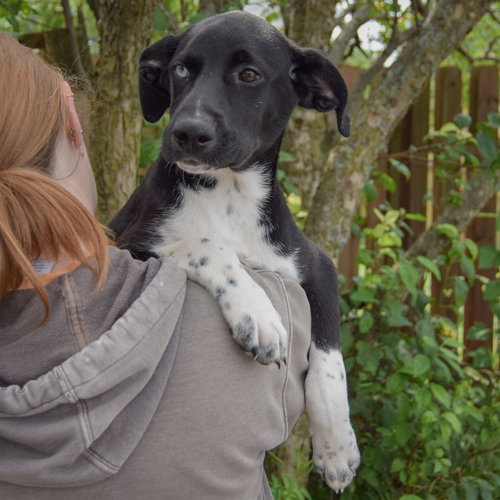 Tostito, an adoptable Husky / Black Labrador Retriever / Mixed at Animal House Shelter — photo 5