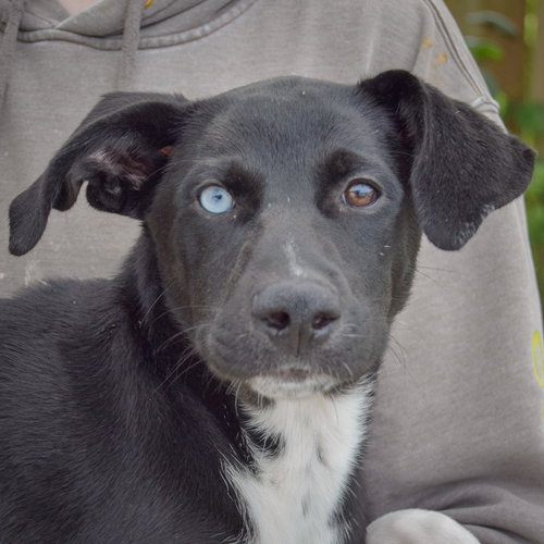 Tostito, an adoptable Husky / Black Labrador Retriever / Mixed at Animal House Shelter — photo 6