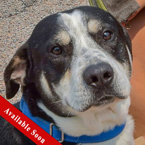 Bayou, Labrador Retriever / Border Collie / Mixed