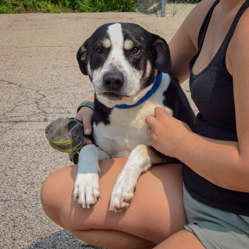 Bayou, an adoptable Labrador Retriever / Border Collie / Mixed at Animal House Shelter — photo 2