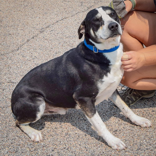 Bayou, an adoptable Labrador Retriever / Border Collie / Mixed at Animal House Shelter — photo 3