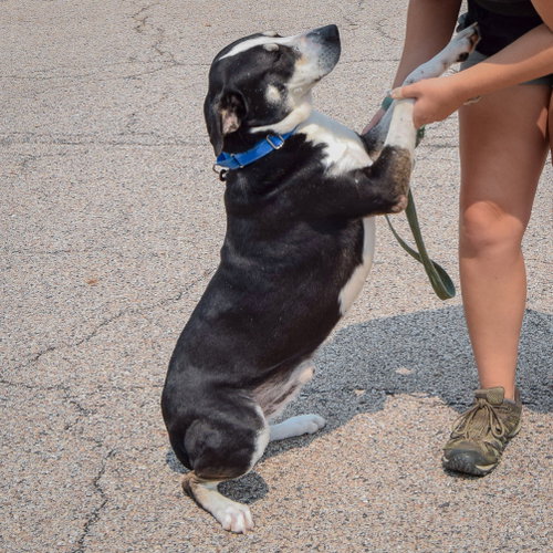Bayou, an adoptable Labrador Retriever / Border Collie / Mixed at Animal House Shelter — photo 4