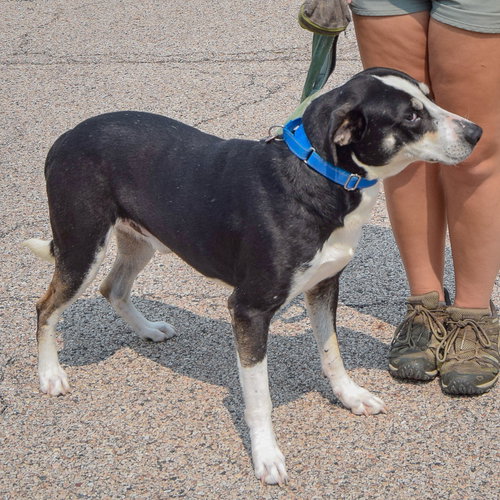 Bayou, an adoptable Labrador Retriever / Border Collie / Mixed at Animal House Shelter — photo 5