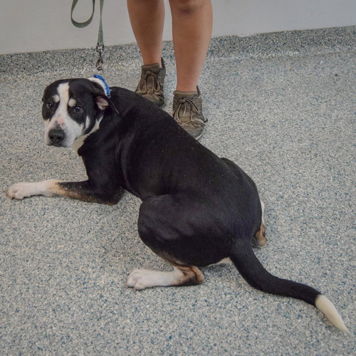 Bayou, an adoptable Labrador Retriever / Border Collie / Mixed at Animal House Shelter — photo 6