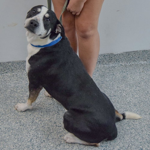 Bayou, an adoptable Labrador Retriever / Border Collie / Mixed at Animal House Shelter — photo 7