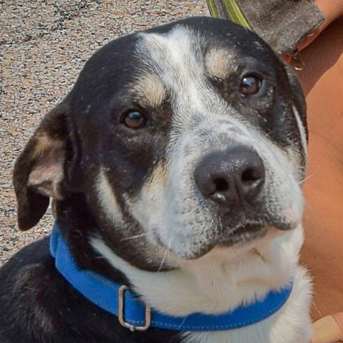Bayou, an adoptable Labrador Retriever / Border Collie / Mixed at Animal House Shelter — photo 8