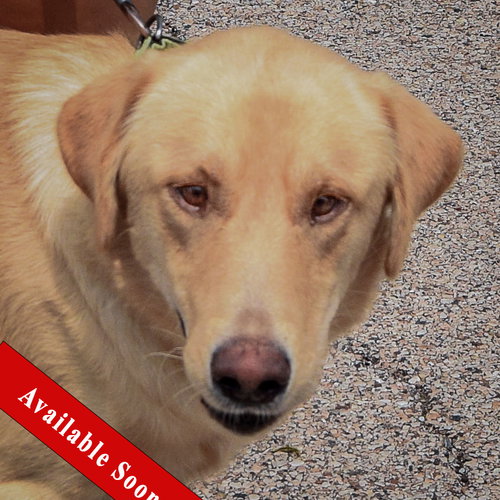 Frank, Yellow Labrador Retriever