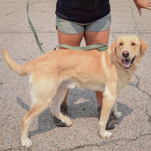 Frank, an adoptable Yellow Labrador Retriever at Animal House Shelter — photo 2
