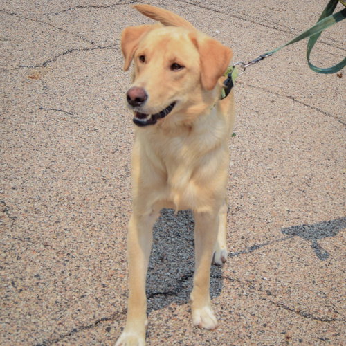Frank, an adoptable Yellow Labrador Retriever at Animal House Shelter — photo 3