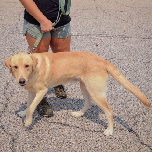 Frank, an adoptable Yellow Labrador Retriever at Animal House Shelter — photo 4