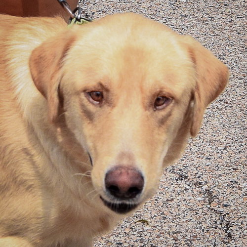 Frank, an adoptable Yellow Labrador Retriever at Animal House Shelter — photo 5