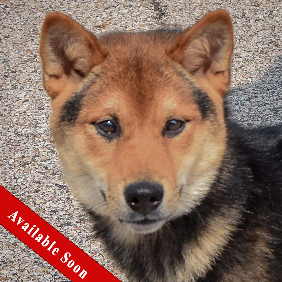 Mako - Shiba Inu